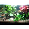 42 LED vandeniui atsparus akvariumo apšvietimas 78 cm